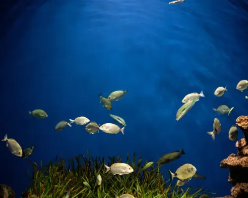 Dubai Aquarium and Underwater Zoo
